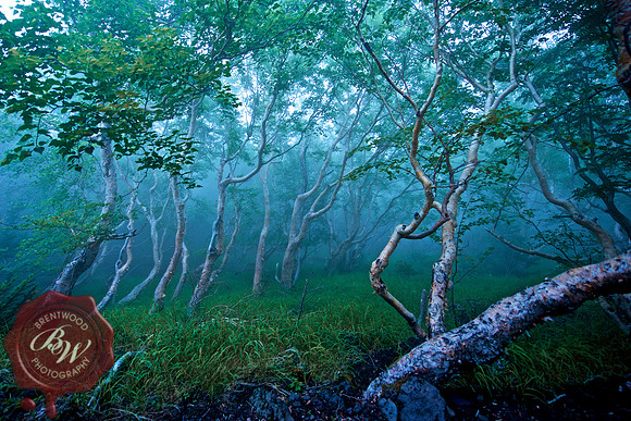 Suicide Forest